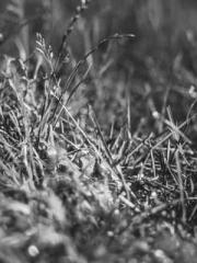 Retired War God Yang