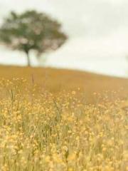 A Second Marriage Mo