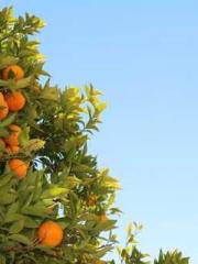 The Sovereign of the