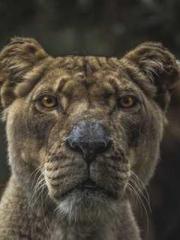 My Sweet Wife: The C