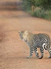 lt;Nineth Uncle, you