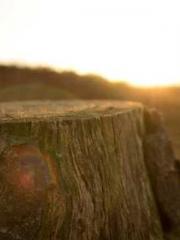 Bones-Eating Marriag