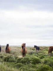 The Exclusive Daught