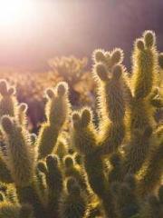 The Realm of the Dao