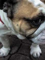 The Poisonous Doctor