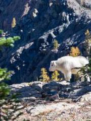 The Ugly Womanapos;s